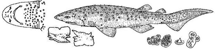 Echinorhinus brucus_01.jpg